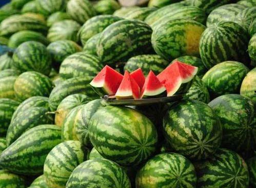 陕西网红西瓜视频下载,探寻短视频新势力背后的魅力