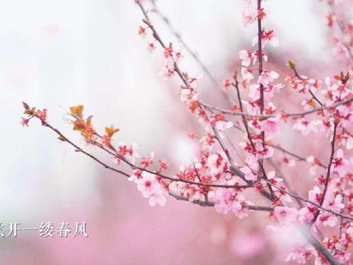 头条桃花谣怎么发视频,短视频创意制作指南