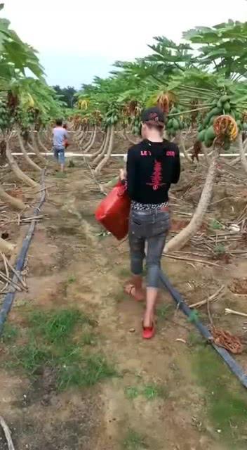 农村表姐吃瓜,农村表姐的夏日吃瓜日记