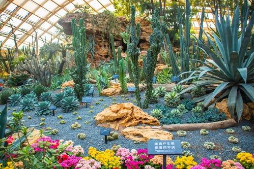 太原河西网红菜园