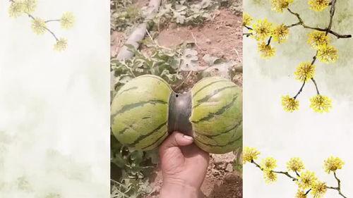 吃头瓜,传统与创新交融的味蕾之旅