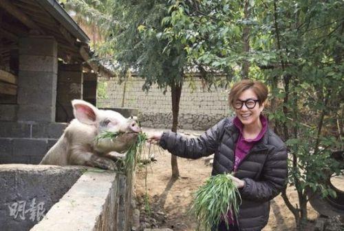 明星喂猪,跨界互动背后的温馨故事